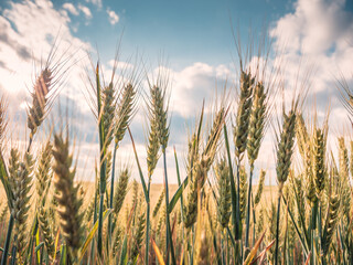 Naklejka premium field of wheat - green 