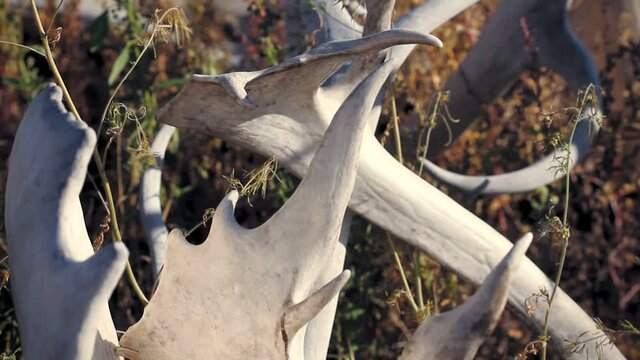 Old Crow, Canada. Fence of mixed caribou and moose antlers.