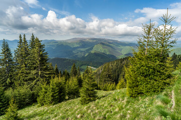 Nature landscape with green grass and forest of fir and spruce trees in a mountainous area with high hills and a mountain peak in the distance underneath the beautiful sky with fluffy cumulus clouds.