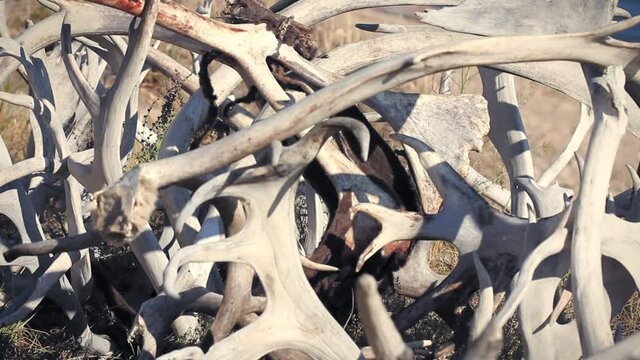 Old Crow, Canada. Close up of fence of mixed caribou and moose antlers with Porcupine river in the background.