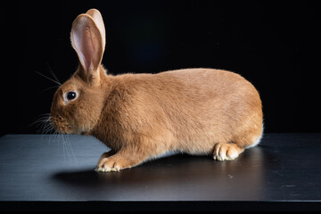 Flemish Giant rabbit bunny 