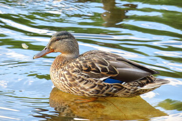 Duck in a pond resting on a stone