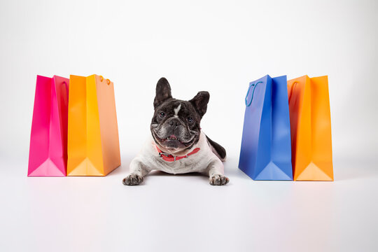 french bulldog lying on white background with shopping and sale bags in the mall, isolated image.