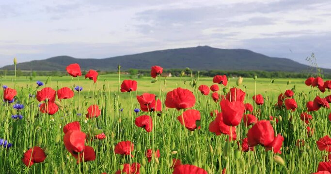 Poppy flowers sway in the wind with mount Sleza on background, Lower Silesia, Poland 
