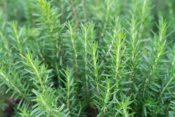 Rosemary in herb garden ,macro close up leaf