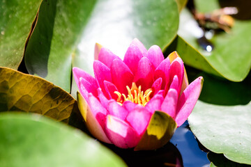 One delicate vivid pink water lily flowers (Nymphaeaceae) in full bloom and green leaves on a water...