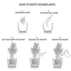 Transplanting potted flower steps. Vector instruction. How to repot a zamioculcas plant. Hand drawn black and white scheme illustration. Gardening, houseplants concept.