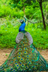 Obraz premium A peacock sitting with its feathers spread