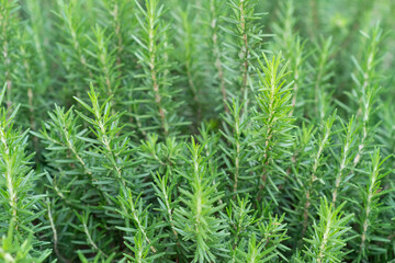 Rosemary in herb garden ,macro close up leaf