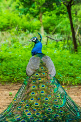 Obraz premium A peacock sitting with its feathers spread