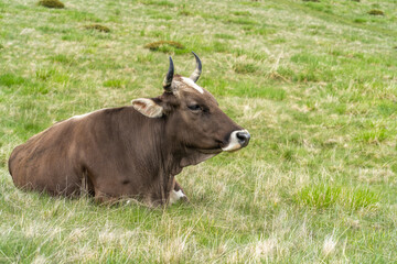 European milking cow sitting down on a grassy meadow with green and fat grass. Beef consumption in Europe and in the world. Copy space.