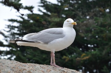 Gull on a rock in Brittany