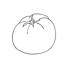 Vector graphic tomato. Hand drawn whole vegetable contour isolated on white background. Food ingredient doodle drawing. Healthy food, vegetarian for package, design, market.