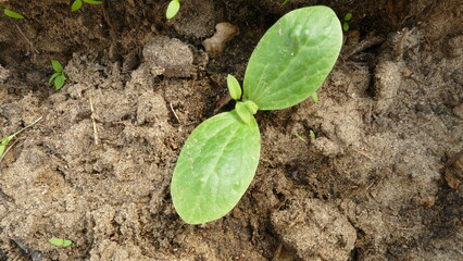 seedlings of squash in the garden