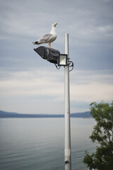 The Sea Garden of Burgas Bulgaria 
sea ​​pier seagull sand beach