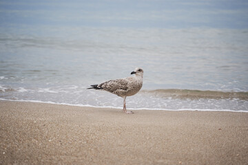 The Sea Garden of Burgas Bulgaria 
sea ​​pier seagull sand beach