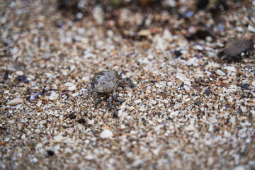 The Sea Garden of Burgas Bulgaria 
sea ​​pier seagull sand beach