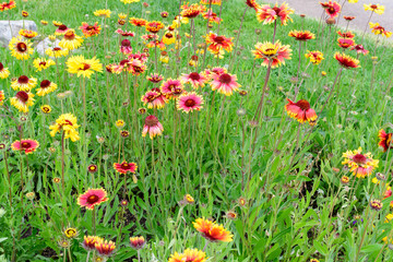 Obraz na płótnie Canvas Many vivid red and yellow Gaillardia flowers, common name blanket flower, and blurred green leaves in soft focus, in a garden in a sunny summer day, beautiful outdoor floral background.