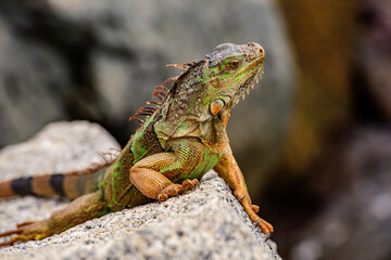 Green iguana also known as the American iguana is a lizard reptile in the genus Iguana in the iguana family.