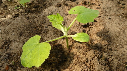 seedlings of squash in the garden