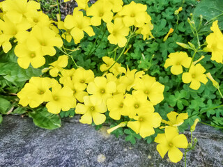 Group of flowers of Bermuda buttercup plant