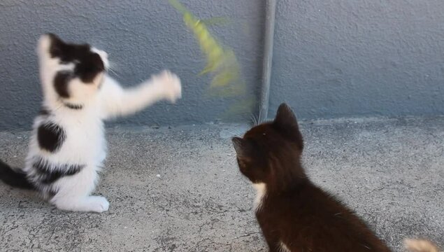 Unos peque&ntilde;os gatos jugando con una planta 