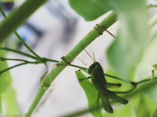 green grasshopper on a leaf