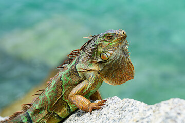 Green iguana also known as the American iguana is a lizard reptile in the genus Iguana in the iguana family.