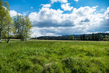 Fototapeta na wymiar green meadow in sumava natural park in czechia