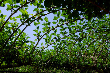 Fresh green leaves on branches of mulberry in the light