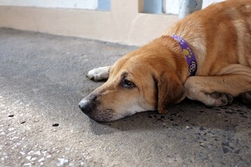 A brown white Thai dog sleeping on a road ground floor with pavement background in street market area