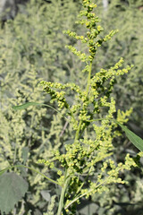 Plant Iva xanthiifolia (Cyclachaena xanthiifolia, giant sumpweed, marsh-elder)