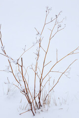 Snow