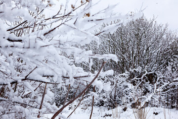 Snow