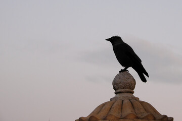 Crow on a stone sculpture against a cloudy sky.