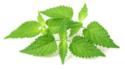 fresh Korean mint twigs isolated on white background