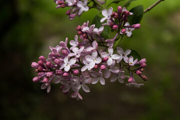 blooming purple lilac on a branch