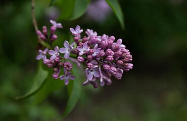 blooming purple lilac on a branch