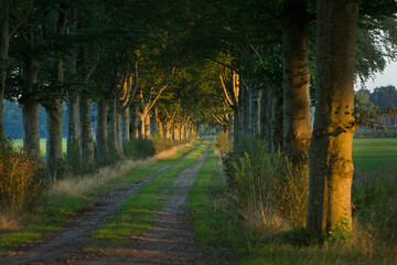 Sunset. Beechtrees.  Maatschappij van Weldadigheid Frederiksoord. Drenthe. Netherlands. Lane structure.