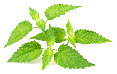 fresh Korean mint twigs isolated on white background