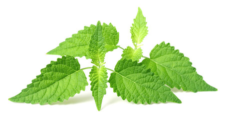 fresh Korean mint twigs isolated on white background