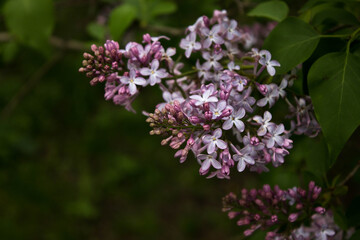 Fototapeta na wymiar blooming purple lilac on a branch