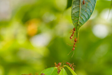 Ant action standing.Ant bridge unity team,Concept team work together