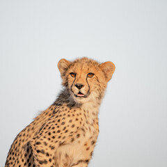 CHEETAH