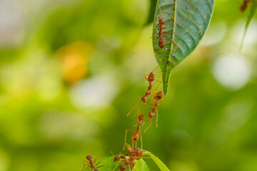 Ant action standing.Ant bridge unity team,Concept team work together