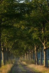 Fototapeta na wymiar Sunset. Beechtrees. Maatschappij van Weldadigheid Frederiksoord. Drenthe. Netherlands. 