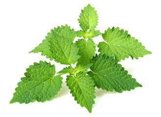 fresh Korean mint twigs isolated on white background