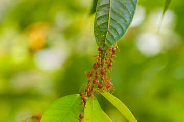 Ant action standing.Ant bridge unity team,Concept team work together