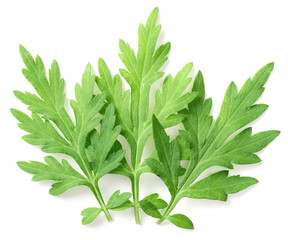 fresh mugwort leaves isolated on white background, top view