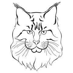 Maine coon face. Hand-drawn vector illustration. Sketch. Line art.